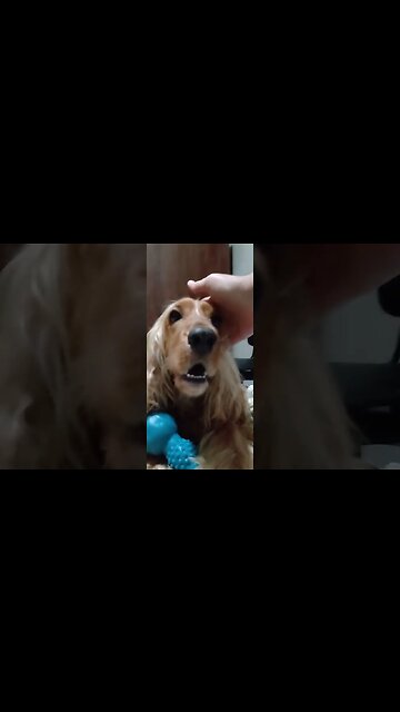 #dogshow , #animals , #dogs , #shorts