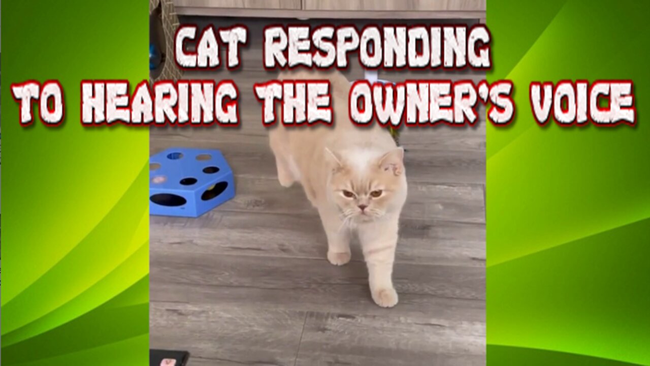 CAT RESPONDING TO HEARING THE OWNER'S VOICE