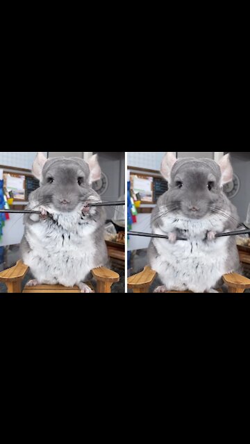 Chinchilla shows off adorable workout routine