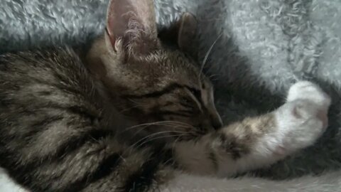 Kitten Sleeps With Stretched Paws