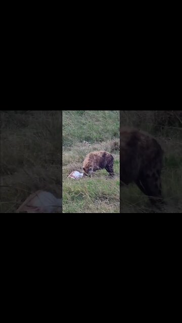 Hyena Tearing Up A Gazelle #shorts | #ShortsAfrica