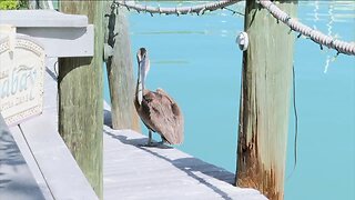 Dead pelicans found on Captiva Island