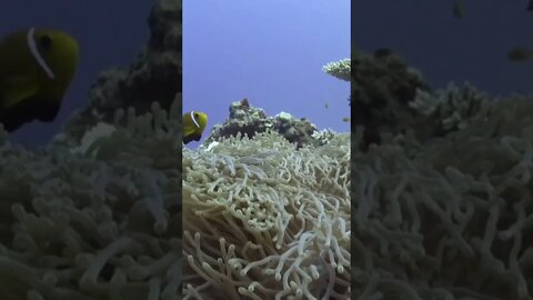 Snorkel at the Hikkaduwa coral reef. 😍