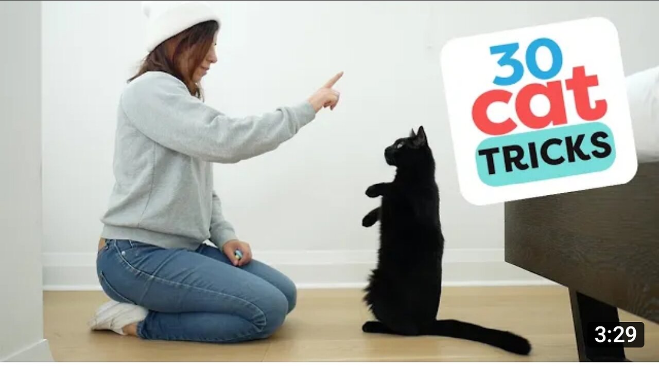 Cat training video and cat guide