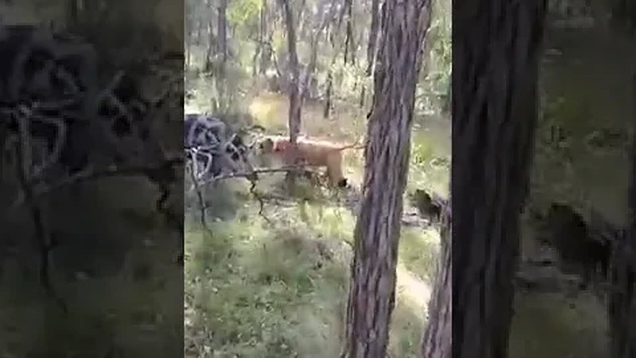 At my baby sisters property..