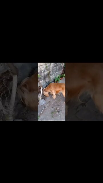 dogshow golden, shorts