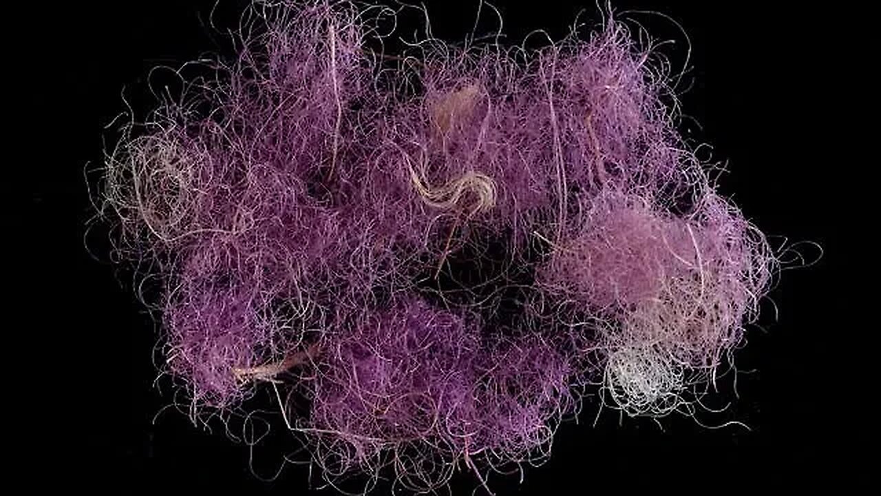 VIRAL NEWS! KING DAVID & SOLOMON ROYAL PURPLE FABRIC FOUND IN ISRAEL TYRIAN PURPLE SCARLET JERUSALEM