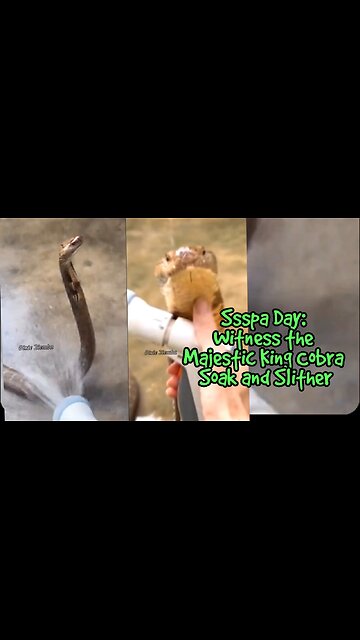 Ssspa Day: Witness the Majestic King Cobra Soak and Slither