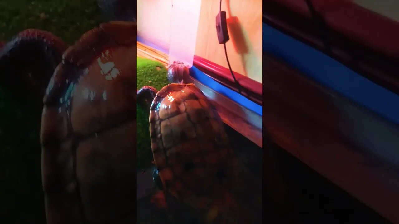 Posing for his Live stream #animals #reptiles #live