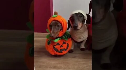 dogs FOFOS Funniest Animals #shorts