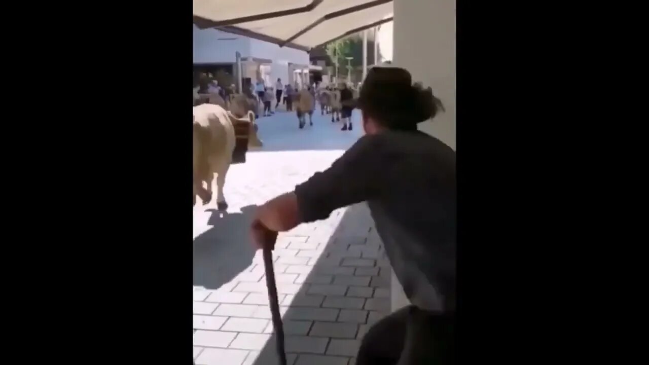 Animals CAUGHT Causing A Public Disturbance