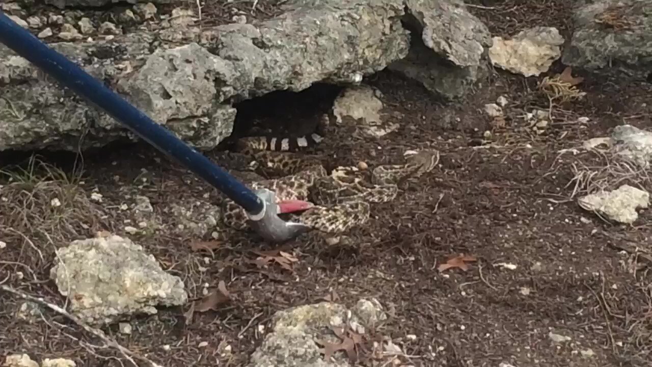 Rattlesnake Relocation (Texas)