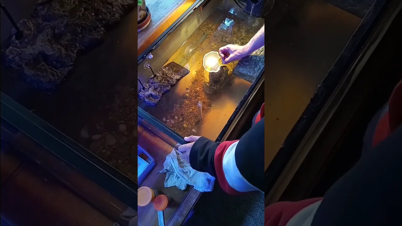 feeding Rocky n Mort, turtles