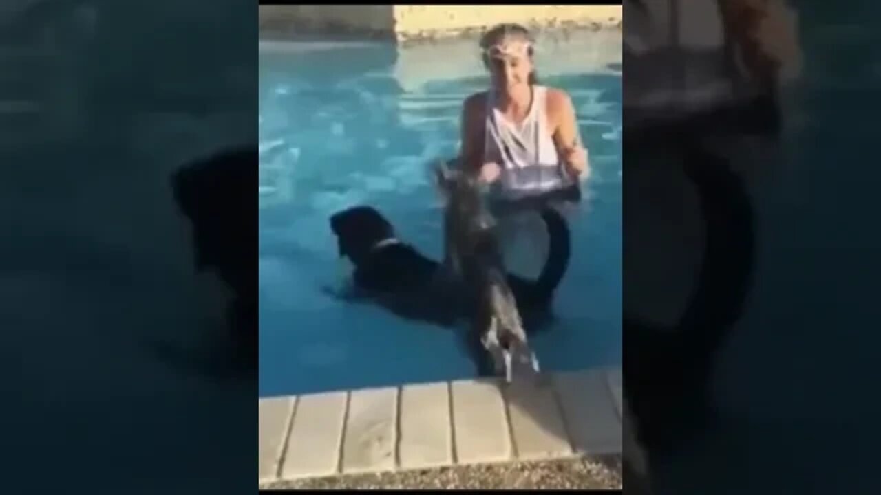 Cachorrinho pega carona