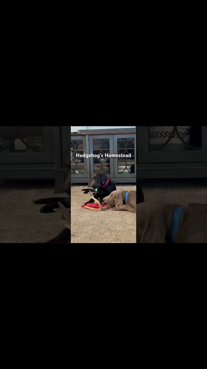 Just having a good time #hedgehogshomestead