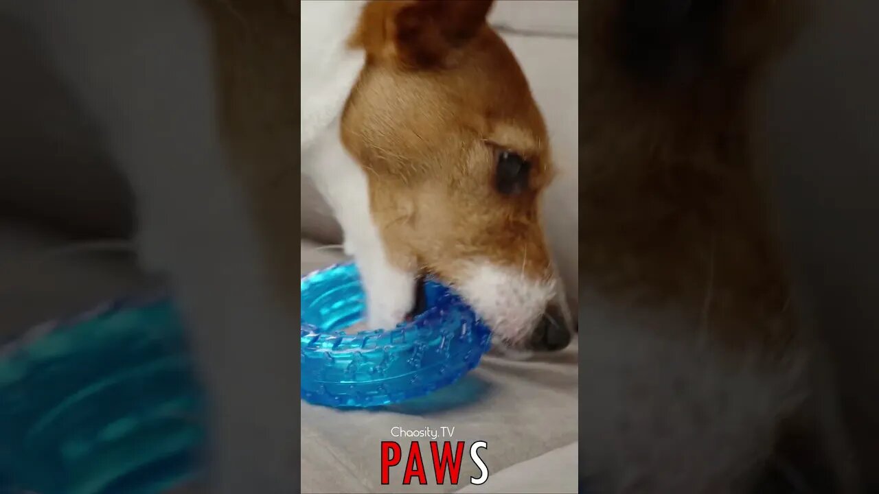 🐶 #PAWS - Treat Toy 🐾