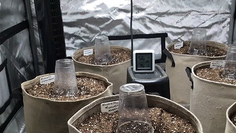 Mephisto seeds vs Facebook and Instagram seeds