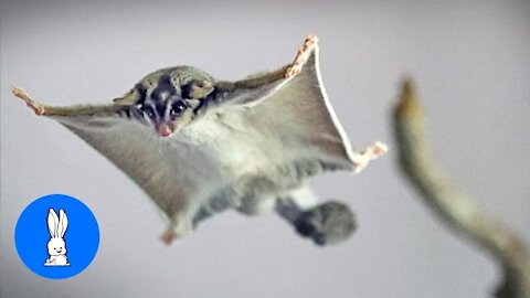 Super Cute & Funny Compilation of Flying Sugar Gliders.