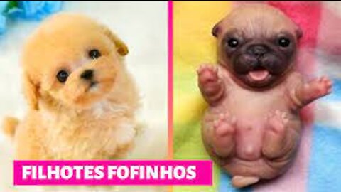 Os Filhotes de animais mais fofinhos <3