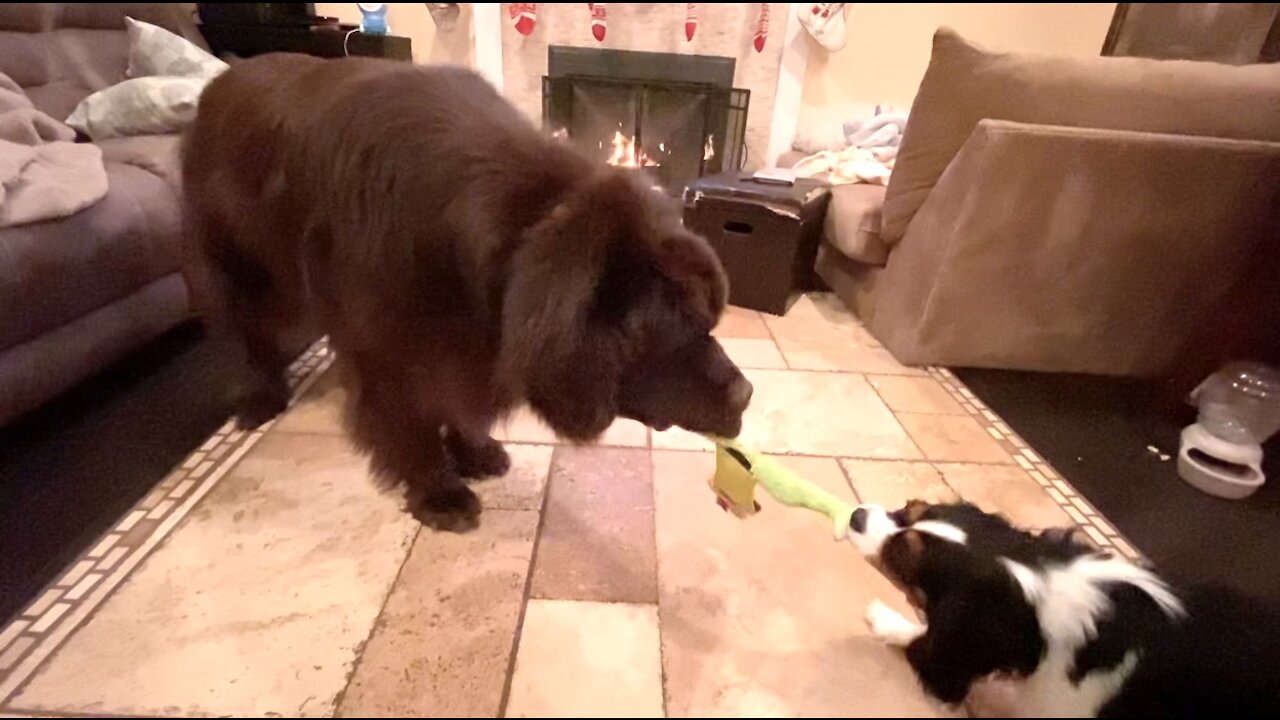 Cavalier Puppy Earns Underdog Win Against Huge Newfoundland