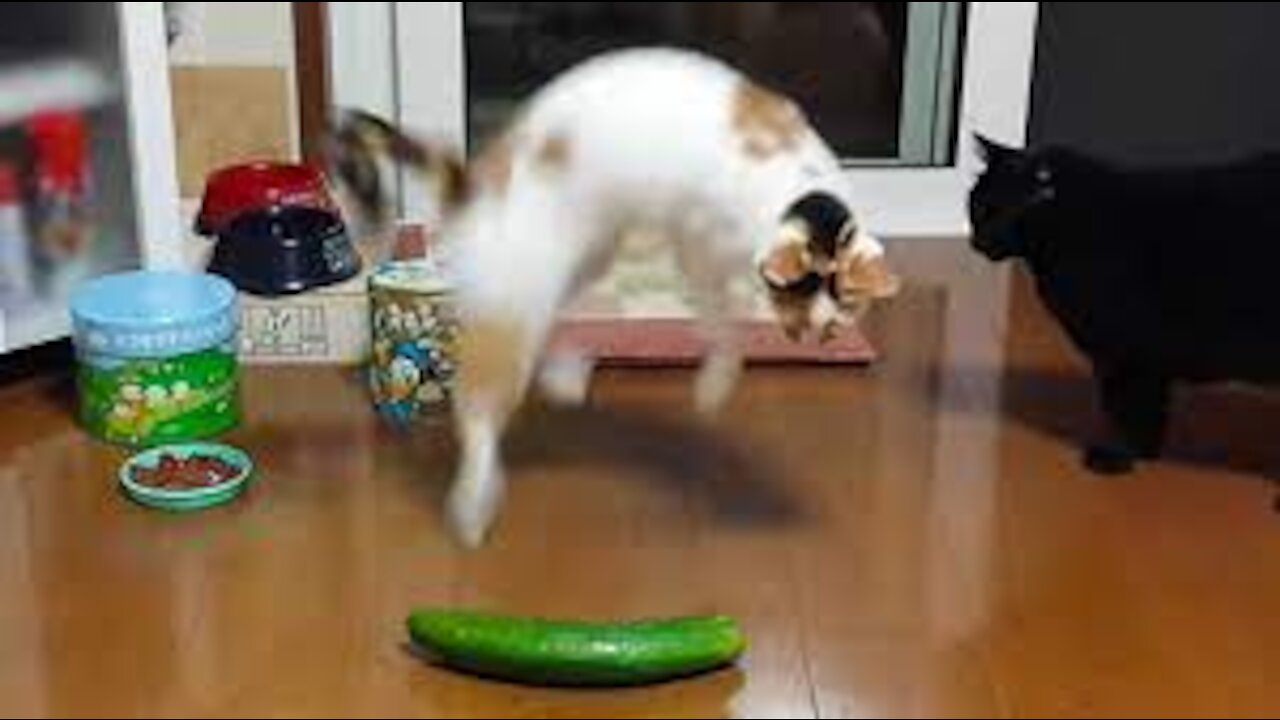 Funny cat vs Cucumber Part 1