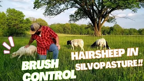 ARE HAIRSHEEP EFFECTIVE IN BRUSH CONTROL? HAIRSHEEP ON SILVOPASTURE! #homesteading #cleanupcrew