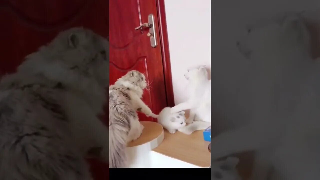 funny cat #12