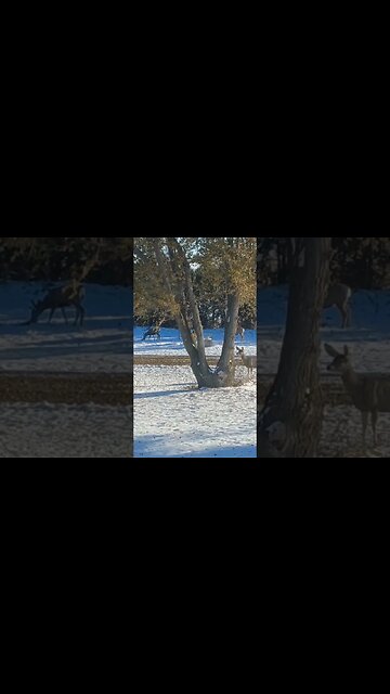 Mule Deer in the yard