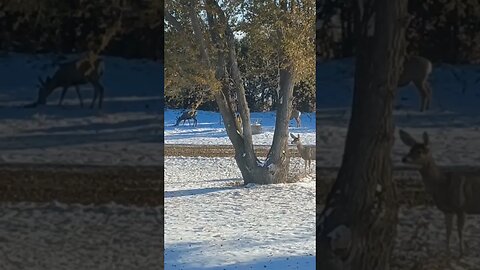 Mule Deer in the yard