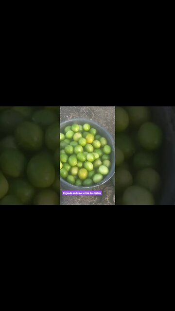 Catando umbu no Sertão Nordestino, #umbu gigante 😊👍