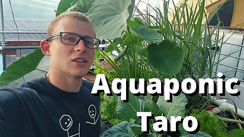 Overgrown aquaponic taro transplanting- (moving my aquaponic taro)