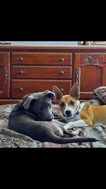 Claire Bear &Tucker Carlson, the Real Morning!