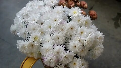 Grow Chrysanthemum in 4 Inch Pot