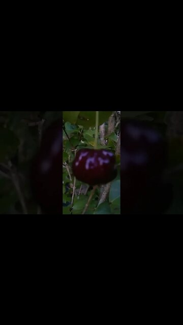 pitanga preta super doce