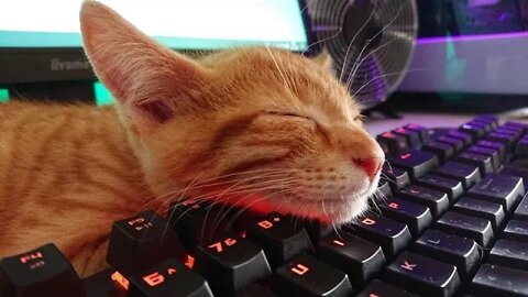 Una semana sin internet por culpa de un gato!!!!!!