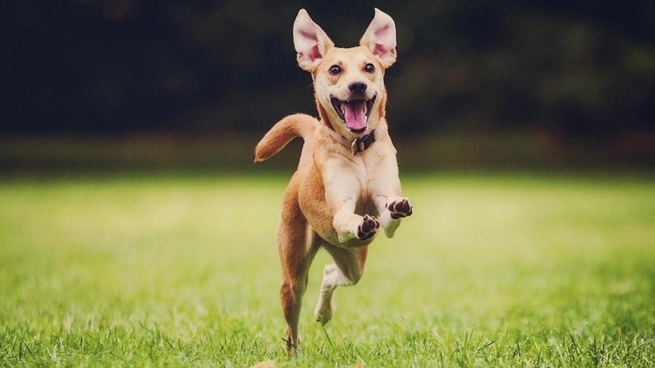 Cheerful dog teases a chicken