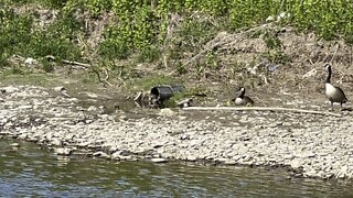 Goslings with cautious parents