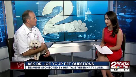 Ask Dr. Joe: Answering your pet questions