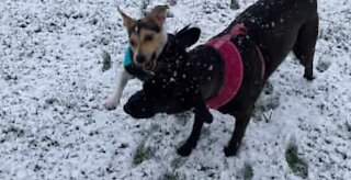 Brincadeira entre cães derruba criança na neve