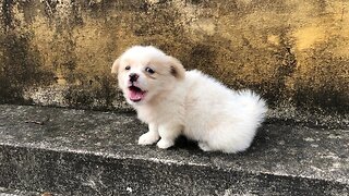 Abandoned puppy cried for his mother after learning he was abandoned