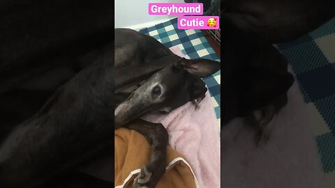Cute greyhound rests with paw over head 🥰