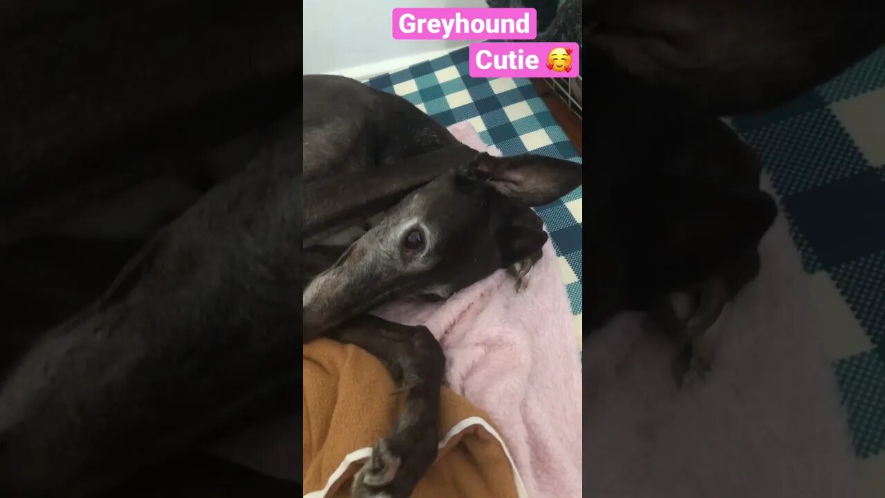Cute greyhound rests with paw over head 🥰