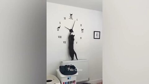 Funny animal video 🤣