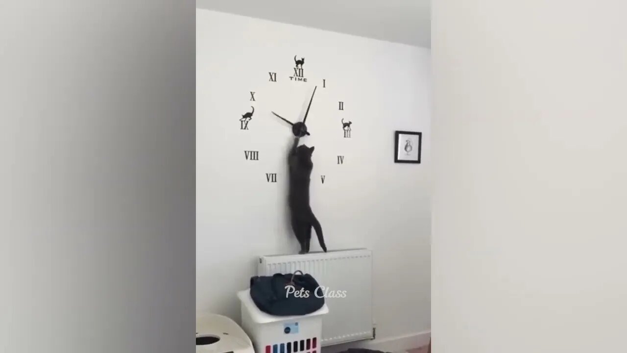 Funny animal video 🤣
