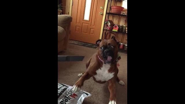 Boxer Dog Hates The Vacuum Cleaner And This Funny Slo-Mo Video Proves It