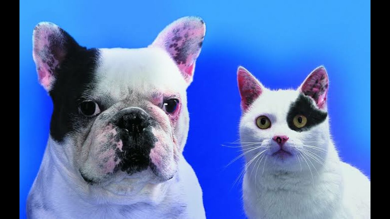 Funny Animals, cute cats and dogs- Compilation video.