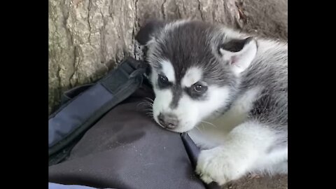 Chill little babies at the park ~ Dog spotting