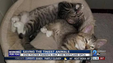 How the money from the Festival for the Animals helps the Maryland SPCA and its animals