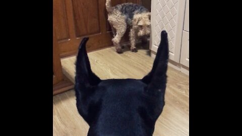 Doberman Observes Mini Welsh Terrier Scratch his Back