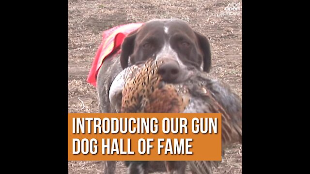 Introducing Our Gun Dog Hall of Fame